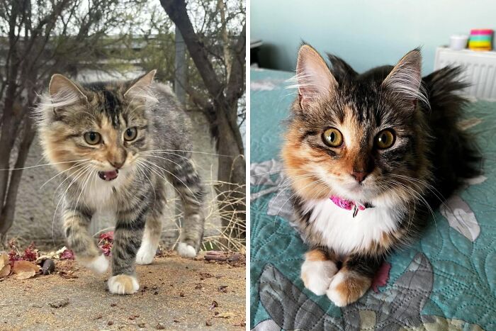 Gato antes y después de encontrar un hogar permanente, mostrando su transformación y bienestar en un ambiente seguro.