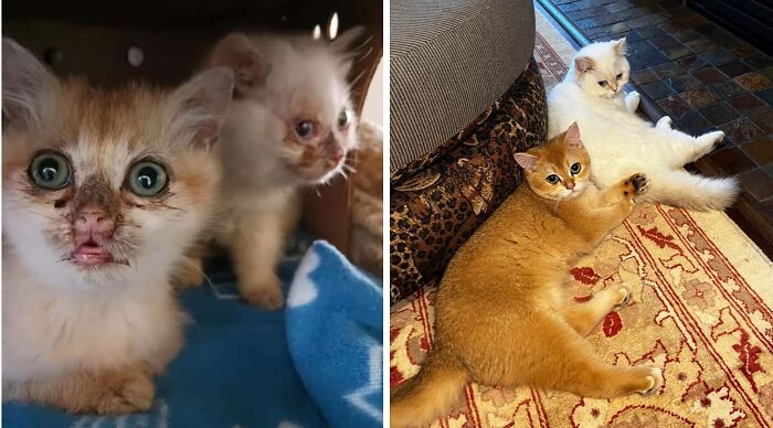 Gatos antes y después de encontrar sus hogares para siempre, mostrando transformación y bienestar en fotos comparativas.