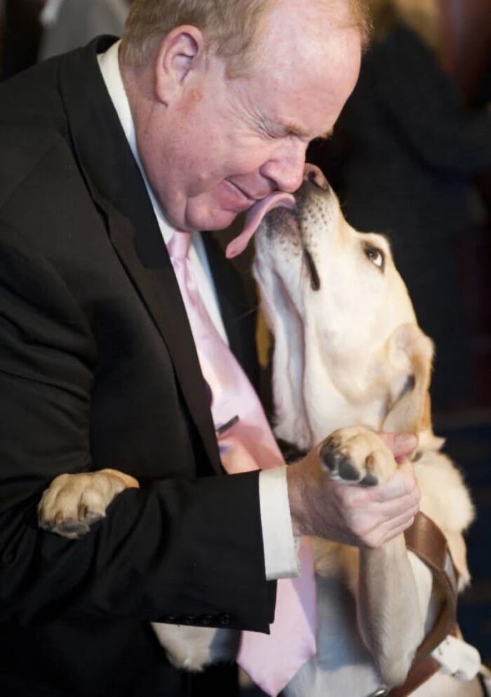 Hombre de traje siendo lamido por perro labrador, mostrando un momento tierno y datos curiosos sobre animales.