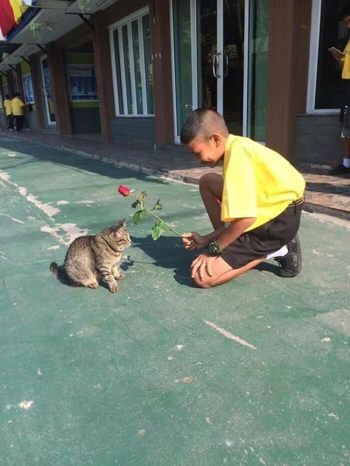 Niño sonriente con camiseta amarilla ofreciendo una rosa a un gato, momentos divertidos con gatos al aire libre.