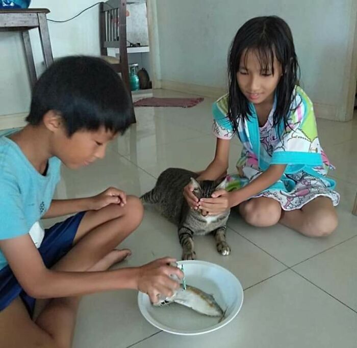 Niños interactuando con un gato mientras observan un pescado en un plato en el suelo, momentos divertidos con gatos.