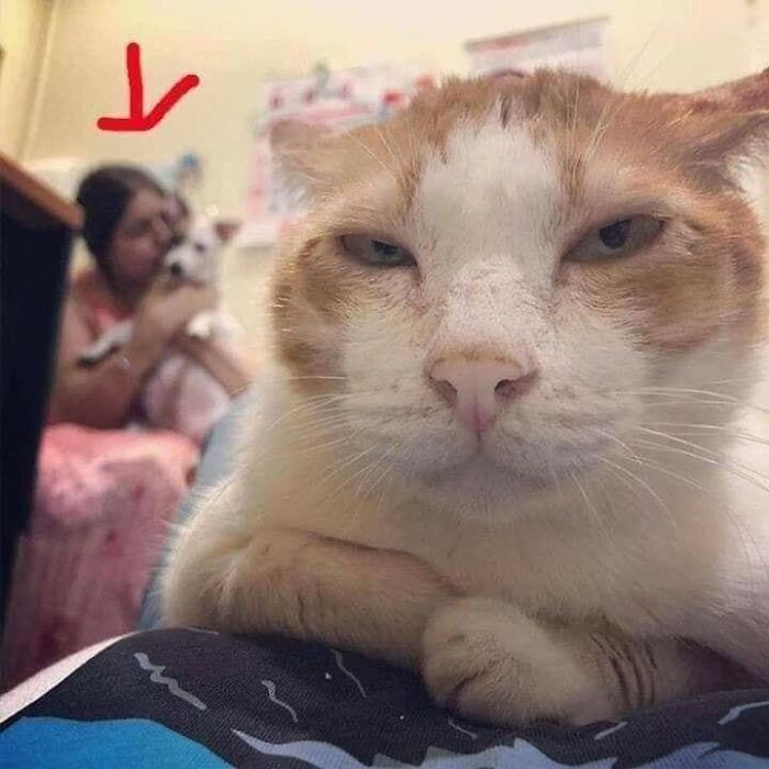 Gato con expresión divertida en primer plano y persona con otro gato al fondo, mostrando momentos divertidos con gatos.