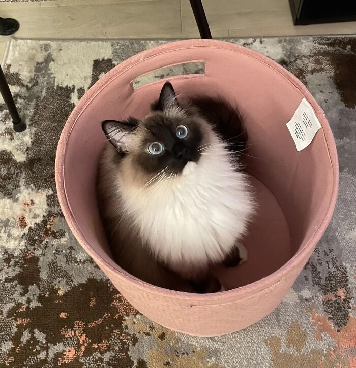 Gato lindo con pelaje esponjoso y ojos grandes sentado dentro de una cesta rosa, mostrando ternura y encanto felino.
