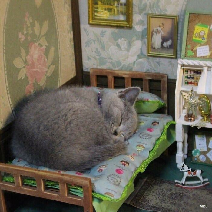 Gato gris durmiendo en mini cama dentro de una casa en miniatura, momentos divertidos con gatos capturados.