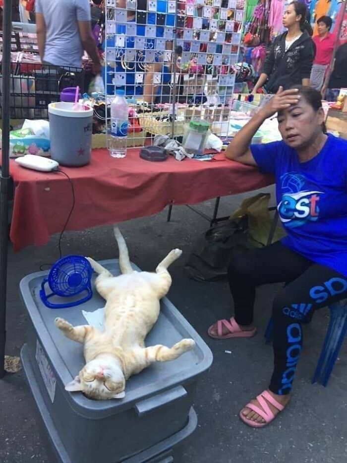 Gato divertido acostado boca arriba en un mercado callejero junto a una mujer con expresión de sorpresa.