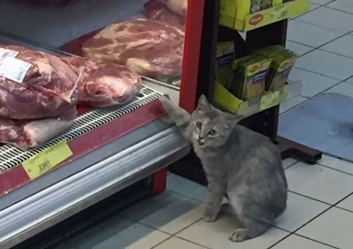 Gato gris curioso tocando carne en exhibidor de tienda, momentos divertidos con gatos capturados en acción.