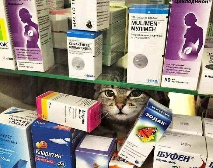 Gato escondido entre cajas de medicamentos comportándose de forma muy rara y divertida en una farmacia.