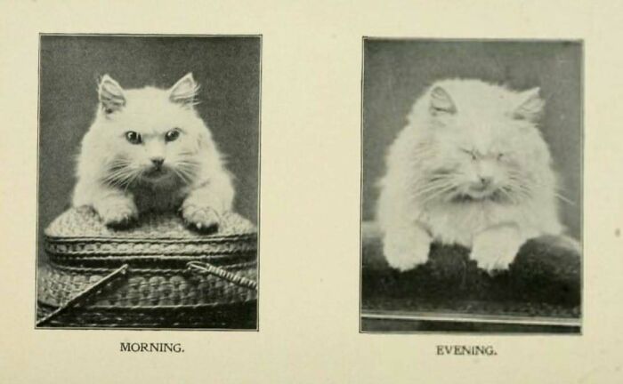 Imagen en blanco y negro de un gato blanco en dos momentos del día, ilustra adorables imágenes de gatos históricos.