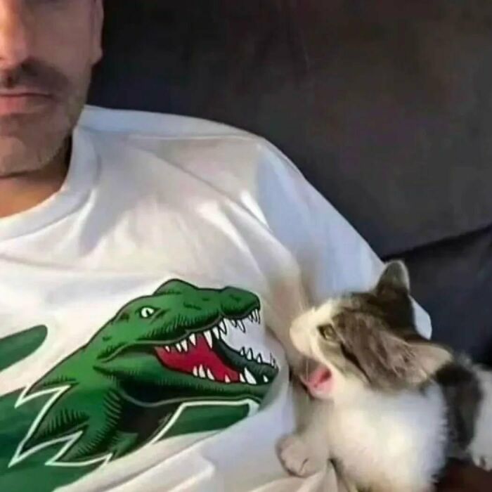 Gato pequeño con expresión divertida mirando camiseta con dibujo de dinosaurio en imagen de gatos comportándose raro.