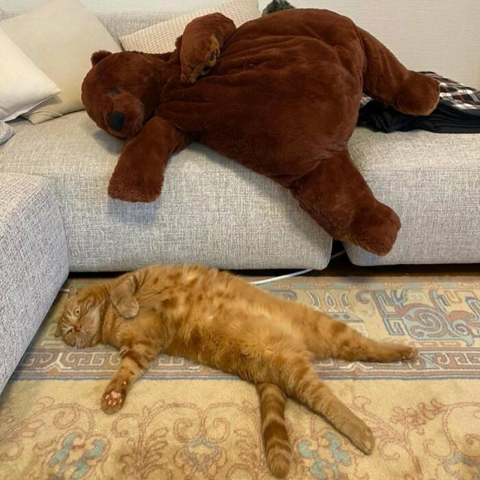 Gato naranja acostado de lado en el suelo con postura extraña junto a un oso de peluche en el sofá.