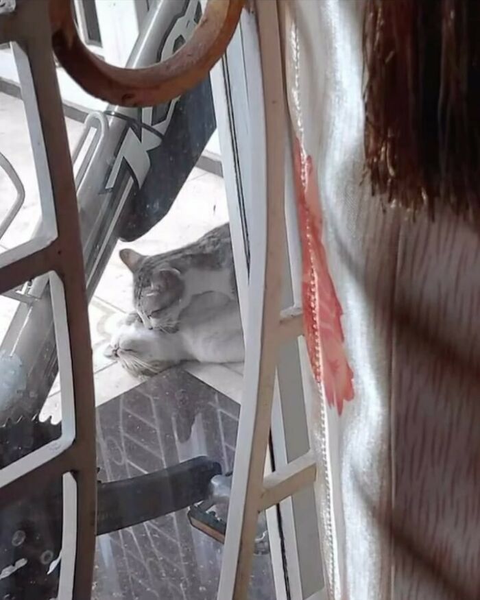 Gatos comportándose de forma rara mientras juegan y se abrazan en el suelo cerca de una puerta con rejilla.