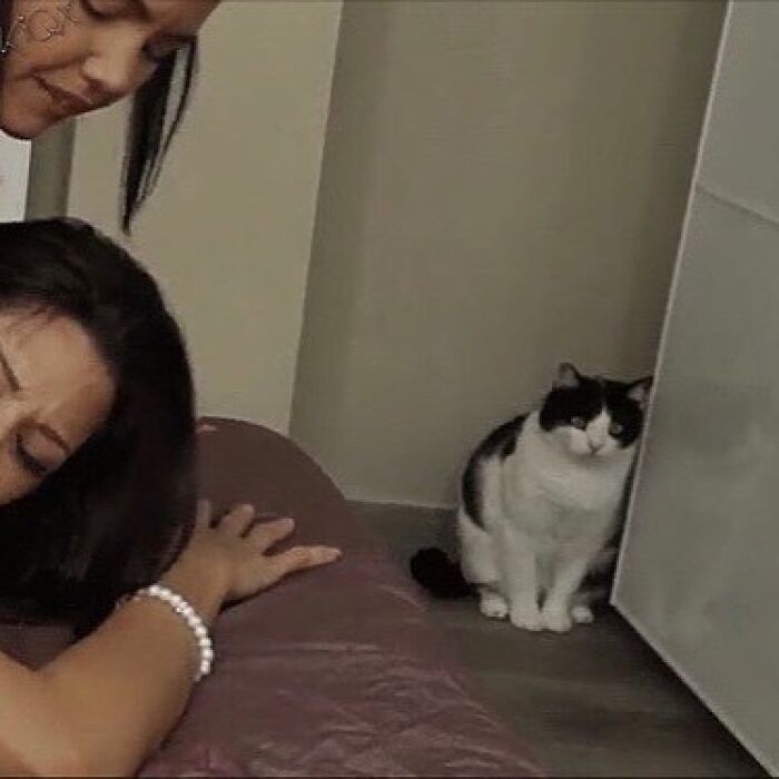 Gato con manchas negras sentado en el suelo mirando a dos personas, foto divertida de gatos comportándose raro.