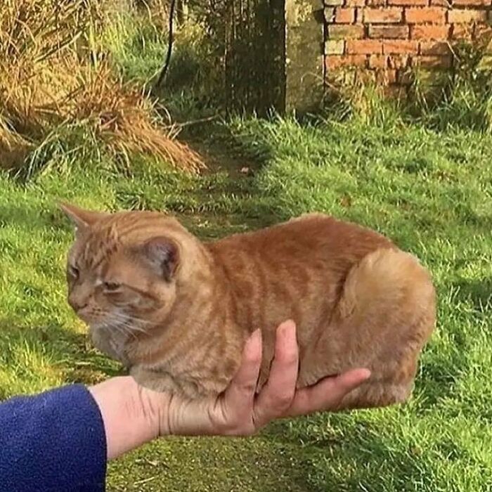 Gato naranja comportándose de forma rara, descansando sobre la mano de una persona en el jardín verde.