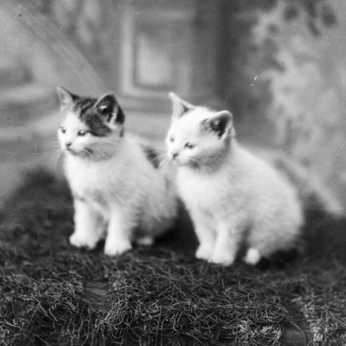 Dos adorables gatos bebé en imagen en blanco y negro, mostrando la ternura de los gatos a través de la historia.