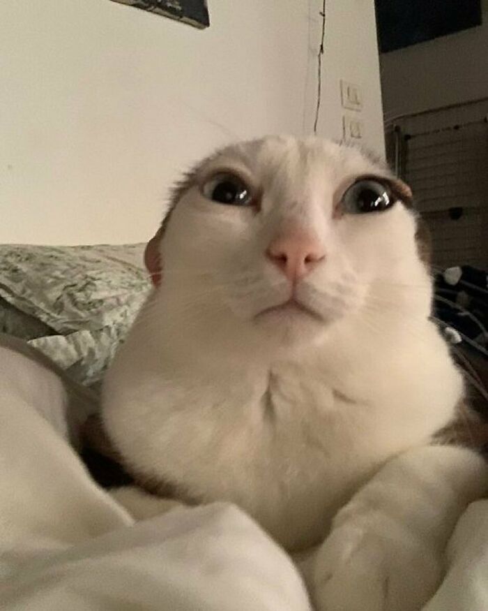 Gato blanco con expresión extraña acostado en cama, mostrando comportamiento raro y divertido de gatos.