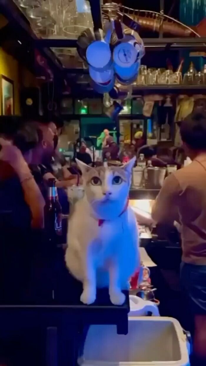 Gato blanco con manchas sentado en barra de bar concurrido con luces y personas alrededor, comportamiento raro y divertido.