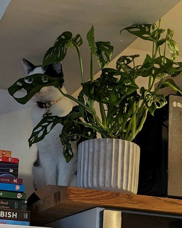 Gato espiando detrás de una planta con hojas agujereadas, foto divertida de gatos comportándose de forma rara.