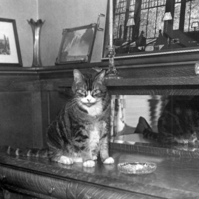 Gato atigrado sentado sobre una mesa antigua frente a un espejo en un ambiente clásico y elegante.