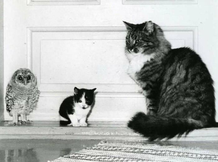 Imagen en blanco y negro de dos gatos adorables junto a un búho, destacando imágenes de gatos protagonistas históricos.