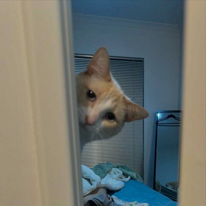 Gato curioso asomándose detrás de la puerta en una habitación, comportamiento divertido y raro de gatos capturado.
