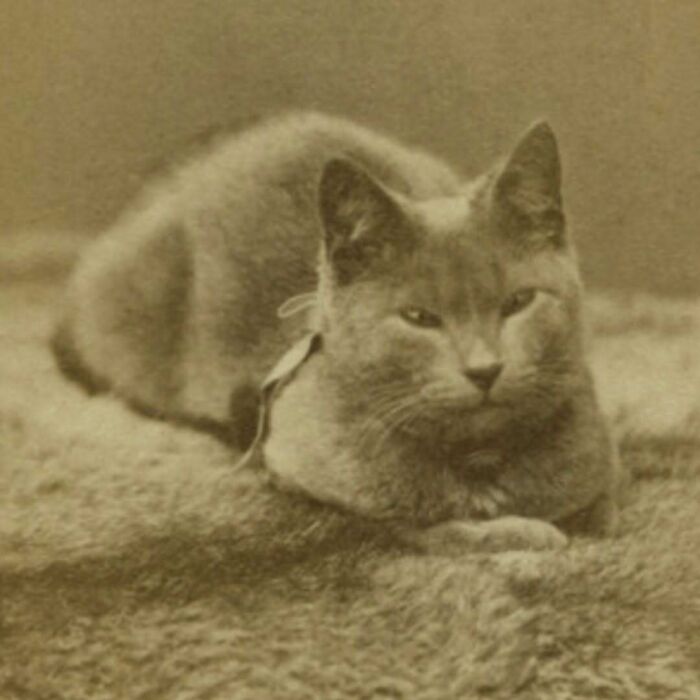 Gato histórico acostado en una superficie suave mostrando la eterna adorabilidad de los gatos protagonistas.