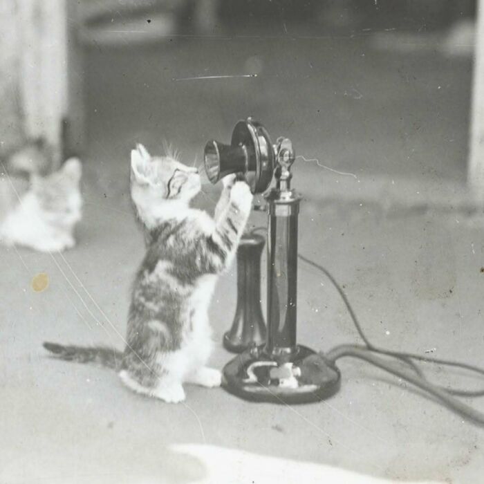 Gato adorable interactuando con un teléfono antiguo en imagen histórica que muestra a gatos protagonistas a través del tiempo.