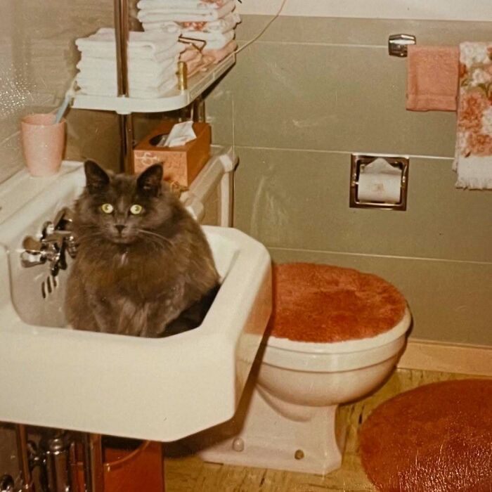 Gato gris sentado en un lavabo antiguo dentro de un baño retro con decoración en tonos naranja y toallas dobladas.