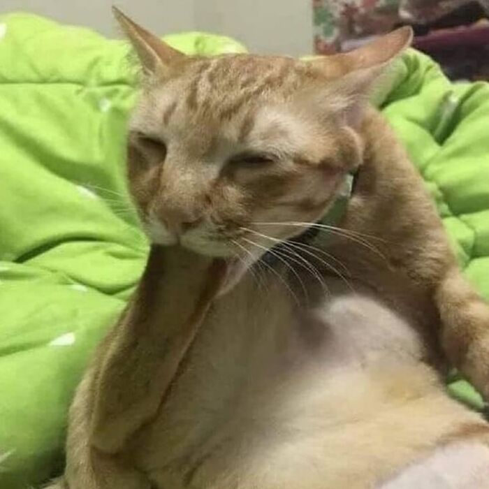 Gato con comportamiento extraño lamiéndose la pata mientras está en una cama con manta verde, fotos divertidas de gatos rara conducta.
