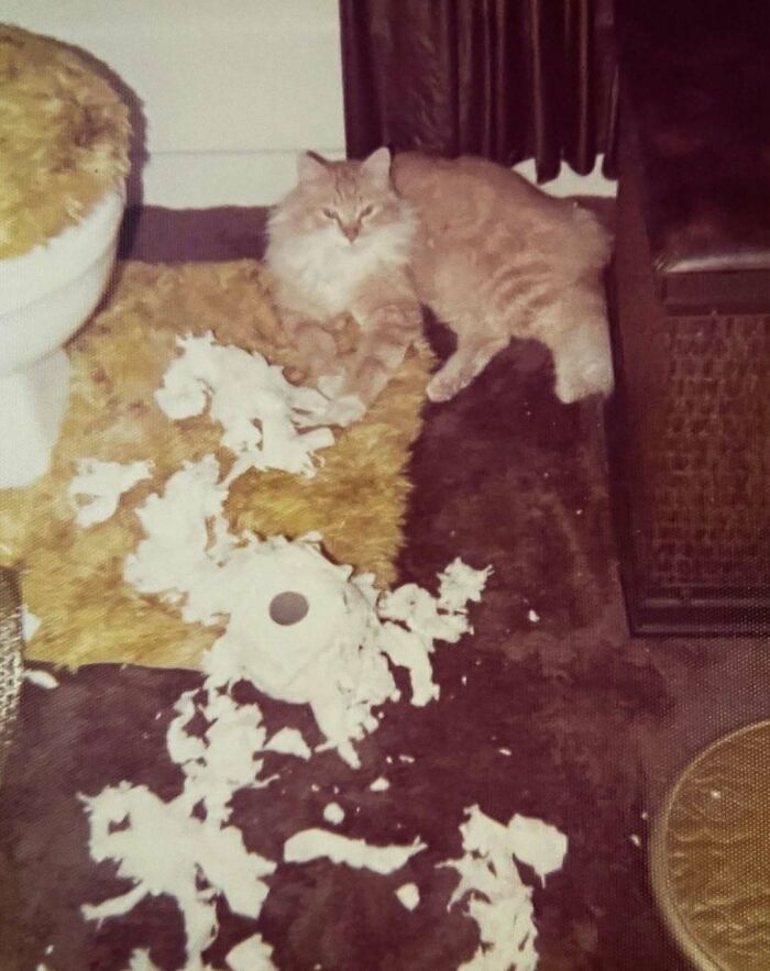 Gato adorable sobre alfombra junto a rollo de papel higiénico deshecho en escena doméstica vintage.