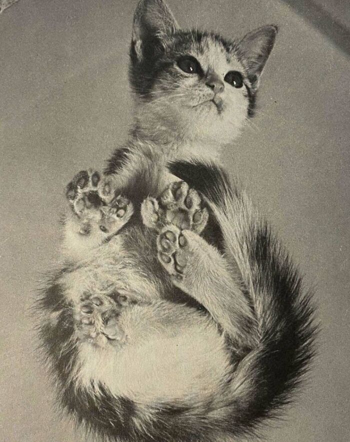 Gato adorable en pose curiosa mostrando sus patas, imagen de gatos históricos y protagonistas a lo largo del tiempo.