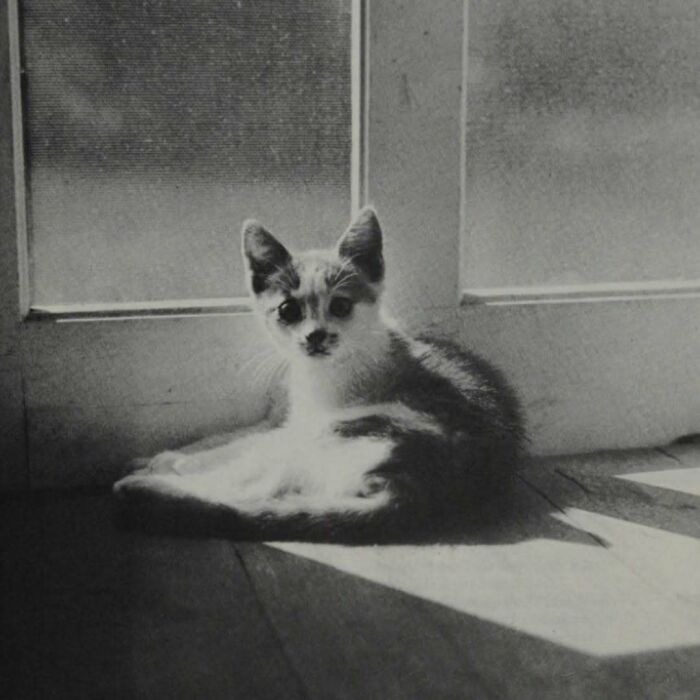 Gato en blanco y negro sentado junto a una puerta, imagen histórica resaltando adorables imágenes de gatos.