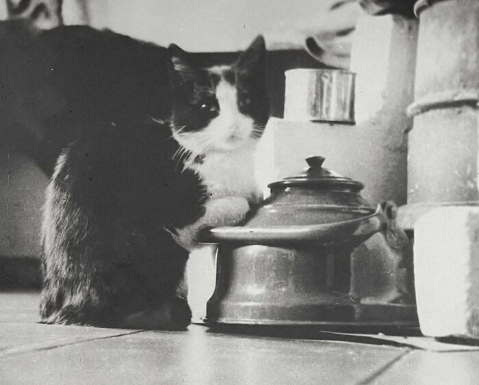Gato en blanco y negro junto a una olla antigua mostrando imágenes de gatos a través de la historia.