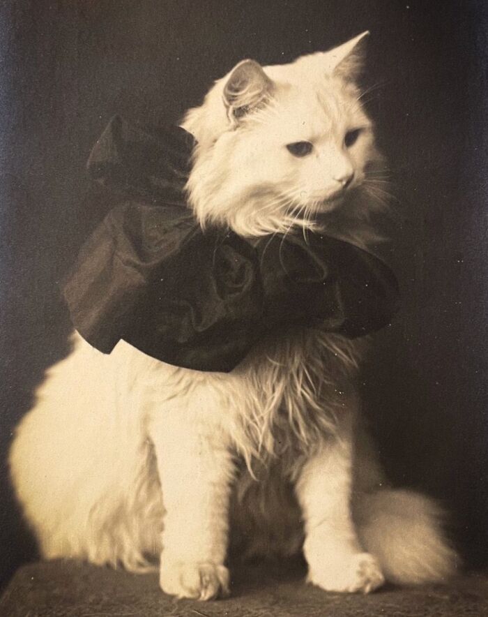 Gato blanco con collar grande vintage, imagen adorable de gatos mostrando protagonismo histórico.