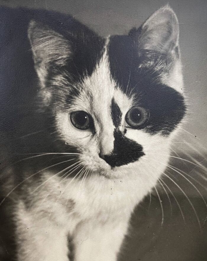 Gato en imagen histórica en blanco y negro mostrando adorables características y protagonismo a través del tiempo.