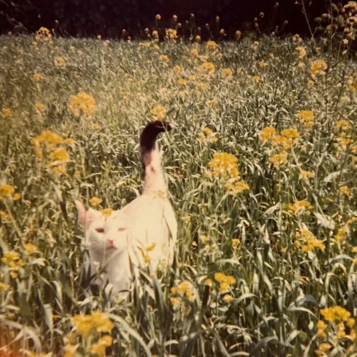 Gato blanco caminando en un campo con flores amarillas, mostrando imágenes de gatos adorables y protagonistas.