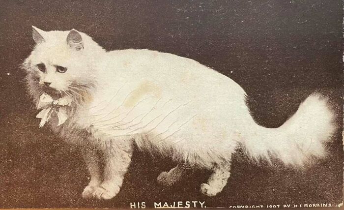 Gato blanco con collar de moño en imagen histórica en blanco y negro mostrando adorables imágenes de gatos.