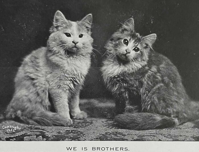 Dos gatos adorables en imagen vintage en blanco y negro, mostrando la historia de gatos siendo protagonistas.