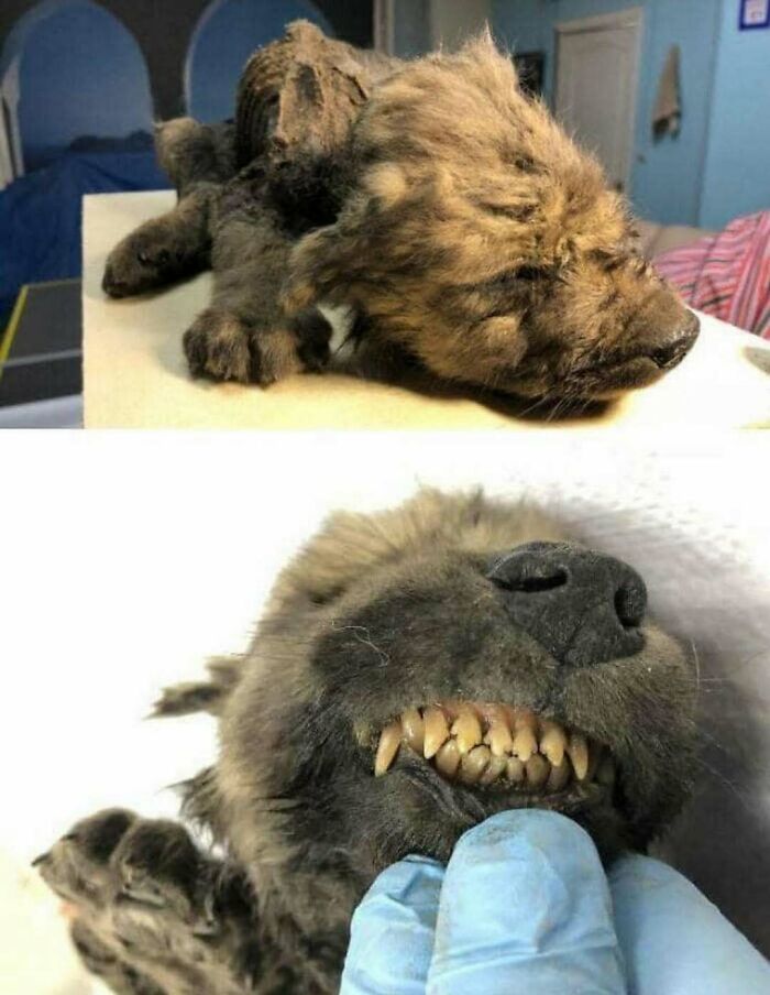 Cachorro momificado en una foto antigua con contexto histórico de fotos viejas poco conocidas.