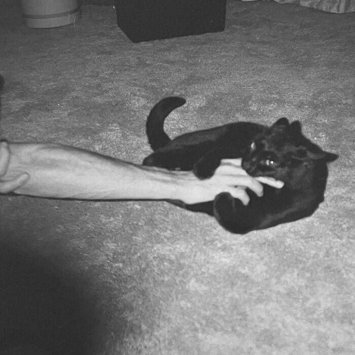 Gato negro juguetón mordiendo la mano de una persona sobre alfombra, adorable imagen de gatos como protagonistas.
