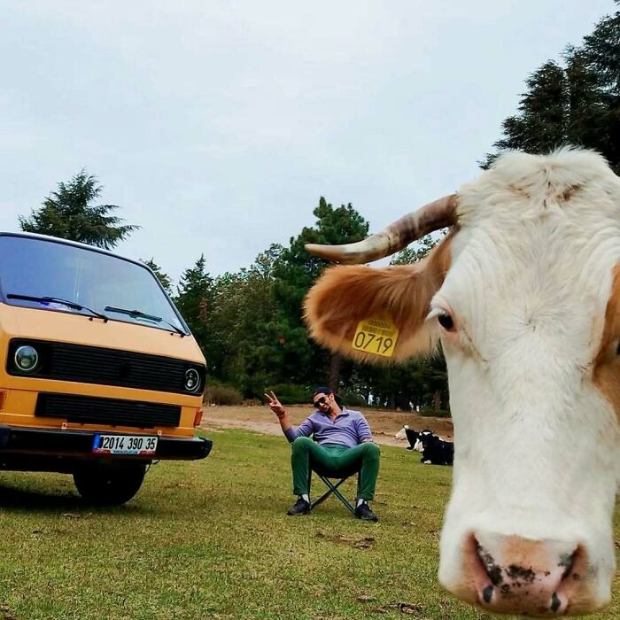 Vaca y hombre relajados al aire libre junto a una furgoneta naranja en divertidas fotos de vacaciones de verano.