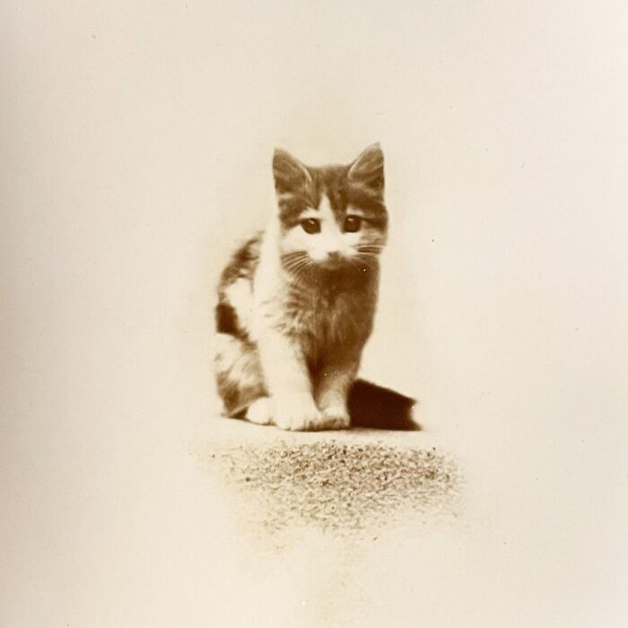 Gato adorable en imagen histórica en blanco y negro mostrando encantadora expresión felina clásica.