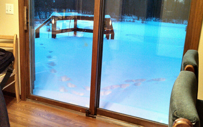 Huellas en la nieve vistas desde una sala con suelo de madera, ejemplificando momentos que muestran que Reddit no es para los débiles.