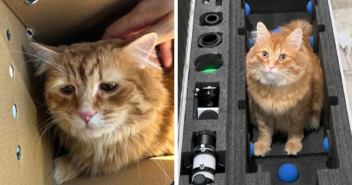 21 Conmovedoras fotos de gatos antes y después de ser adoptados