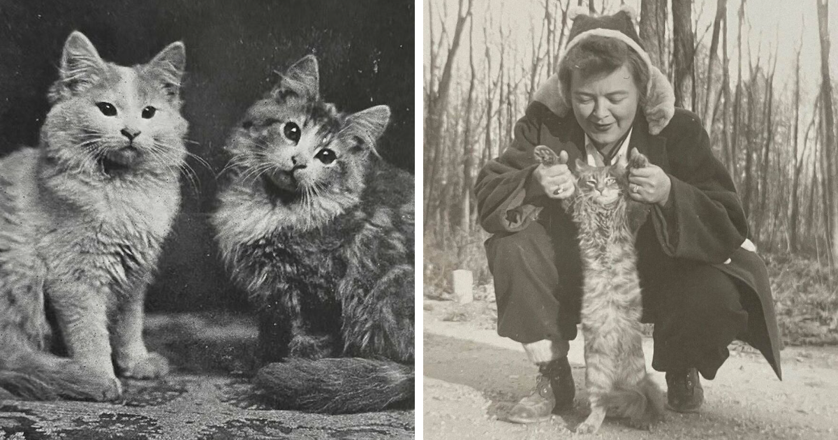 Dos adorables imu00e1genes de gatos antiguos, mostrando la ternura y protagonismo felino a travu00e9s de la historia.