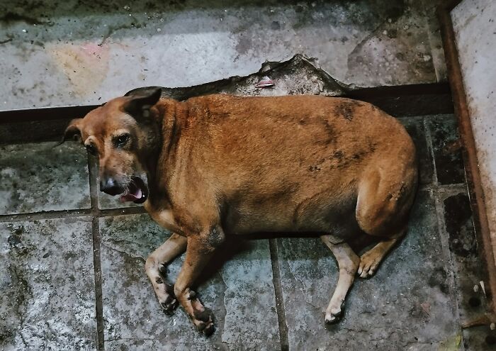 Perro acostado en el suelo de piedra con aspecto vigilante, relacionado con casos de detectives privados.