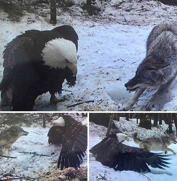Águila calva y lobo interactuando en la nieve, mostrando comparaciones de la diversidad inesperada de la vida.
