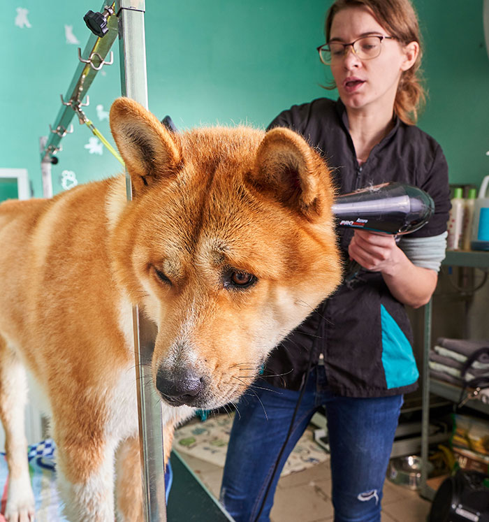 Trabajadora en peluquería canina secando a un perro grande, mostrando aspectos inquietantes de algunas profesiones reales.