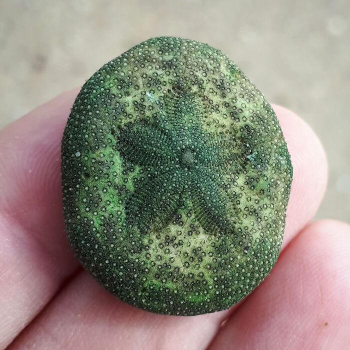 Objeto marino raro encontrado en la playa con textura verde y forma de estrella en la superficie.