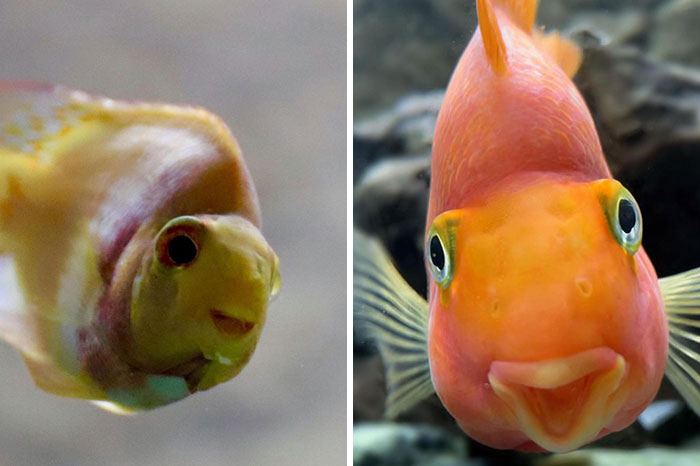 Peces con caras extrañas y divertidas nadando en un acuario, mostrando expresiones animales curiosas.