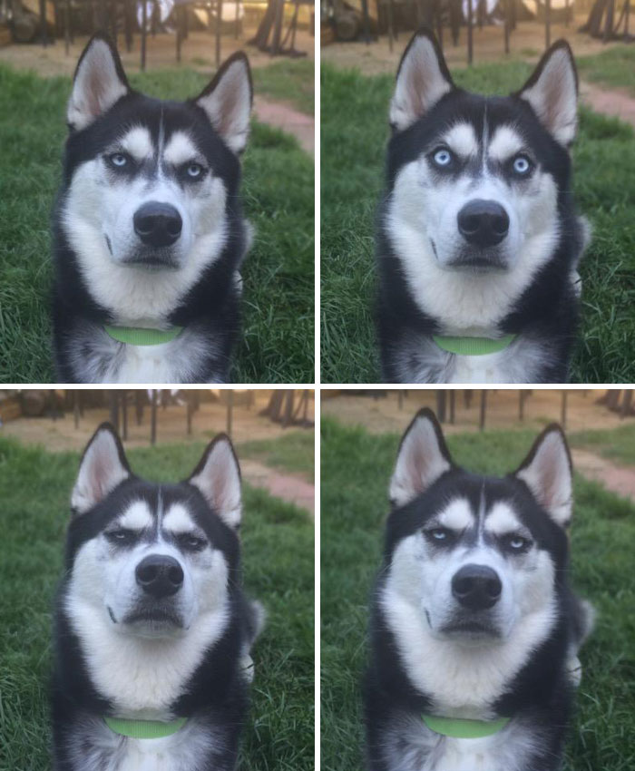 Perro husky con expresiones faciales extrañas y divertidas en cuatro fotos tomadas al aire libre sobre césped.